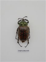 藏品(長臂金龜)的圖片